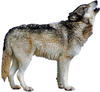 Wolf Howling Image